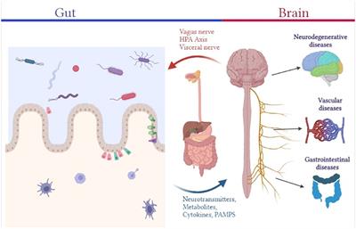 Emerging role of gut microbiota dysbiosis in neuroinflammation and neurodegeneration